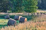 Sunrise Bales_27453